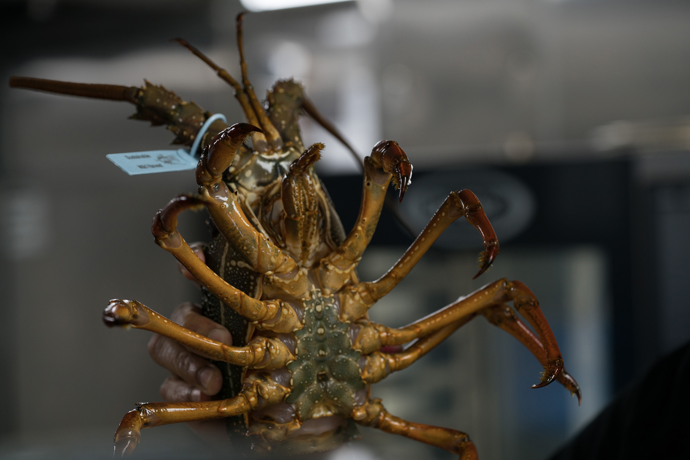 lobster